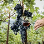 CellaGrande Wine